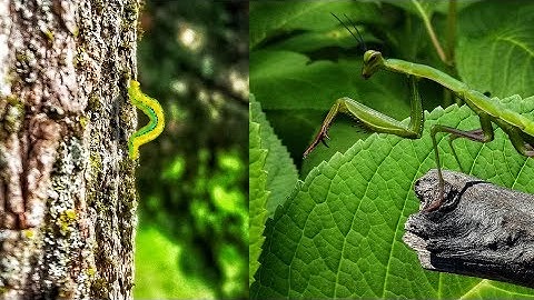 Adobe Animate | How to use warpping in Animate for bitmap images