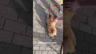Лучшие 396 дней ❤️ #puppy #chow #chowchow #dog #doglife #чау #чаучау #собаки #собачьяжизнь #щенок