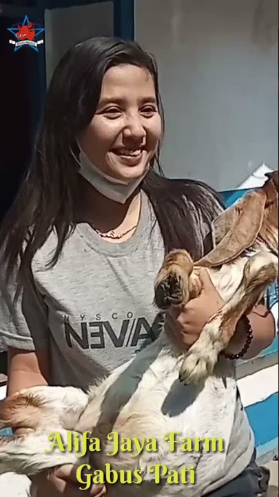 Bakul Wedus Jos Pedagang Kambing Viral