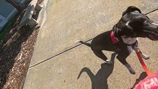Pepper 2.9.24 dog 1/2/3 by doggydetailtraining 36 views 3 months ago 4 minutes, 9 seconds