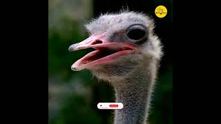 Facts about Ostrich