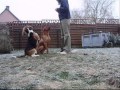 Dog dancing brti s dorka