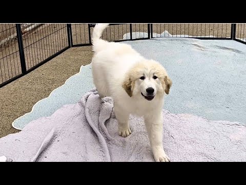 「おかえりなさい」と「いってらっしゃい」を伝えたくてお里にいって来ました グレートピレニーズ Great Pryenees