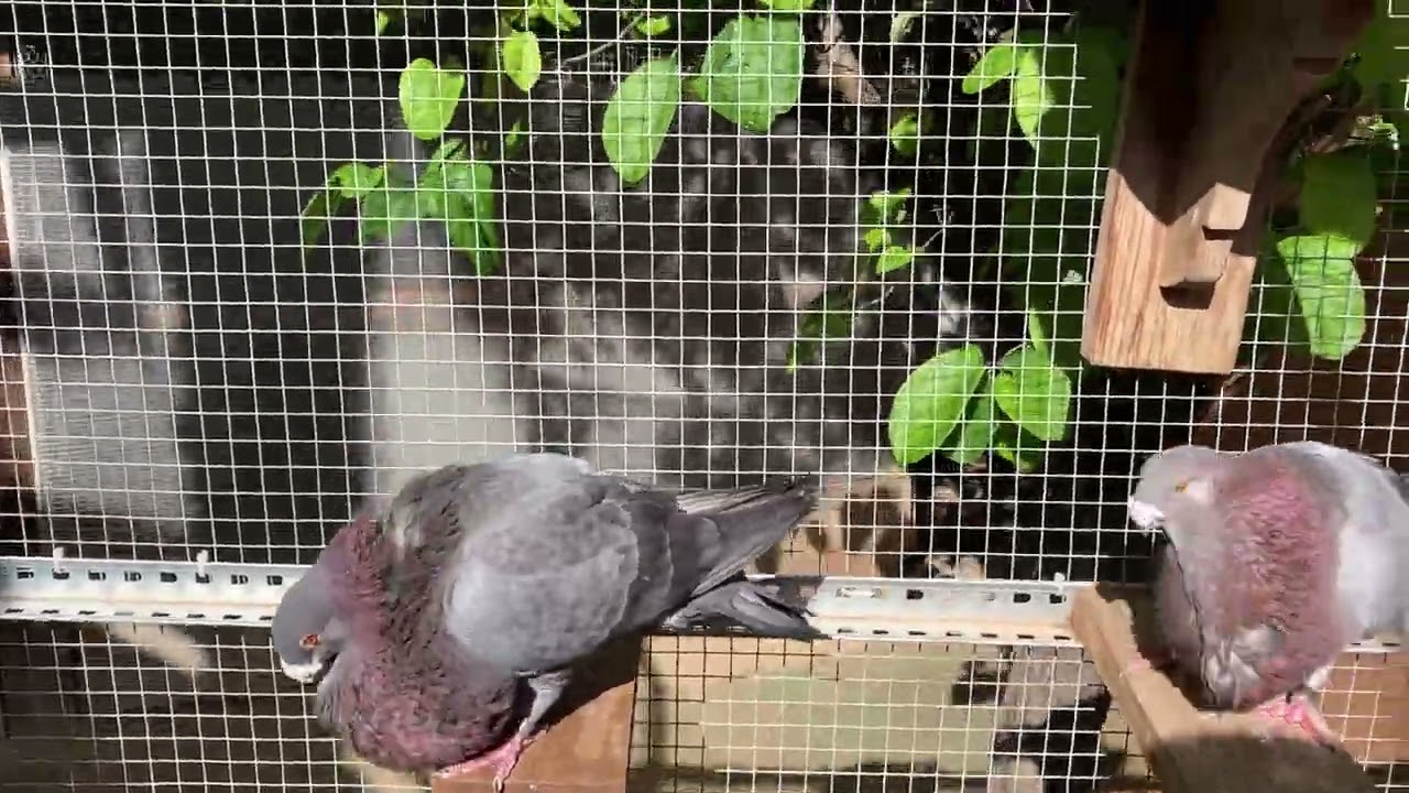 Baño machos - A.CAPON (Buchon Laudino Sevillano)