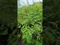 Sida Acuta A Medicinal Plant Of India Forest Odisha Conservation Medicinalplant Biodiversity Sida Acuta A Medicinal Plant Of India Forest Odisha Conservation Medicinalplant Biodiversity