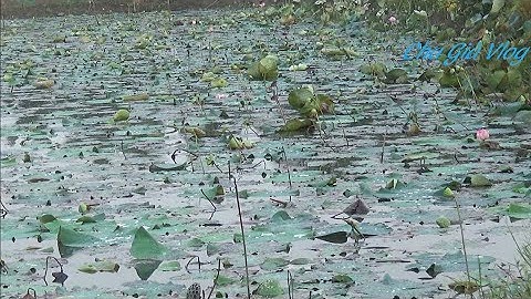 Câu Cá Lóc Ao Sen Lên Toàn Hàng Khủng Snakehead fishing