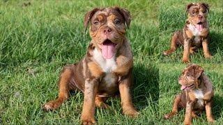 11 WEEK OLD CHOCOLATE TRI MERLE PUPPY OLDE ENGLISH BULLDOG