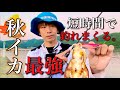 【エギング】秋イカは、この釣り方を試してください。