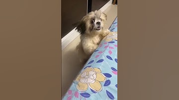 Thumbnail of Dog barking | shihtzu dog barking #shihtzu #dog