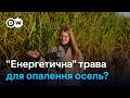 Біопаливо з трави як енергетичний міскантус може замінити газ DW Ukrainian