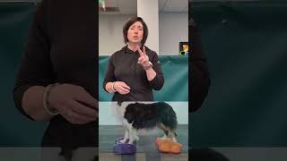 #TrainerTips with Expert Trainer, Bobbie Lyons: Paw Targeting 🎯#caninefitness