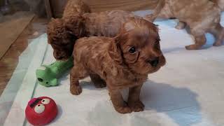 F1B Cavapoo Puppies 2024