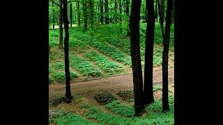 S.5 Ep.9: Forest Farming: Planting the Seed