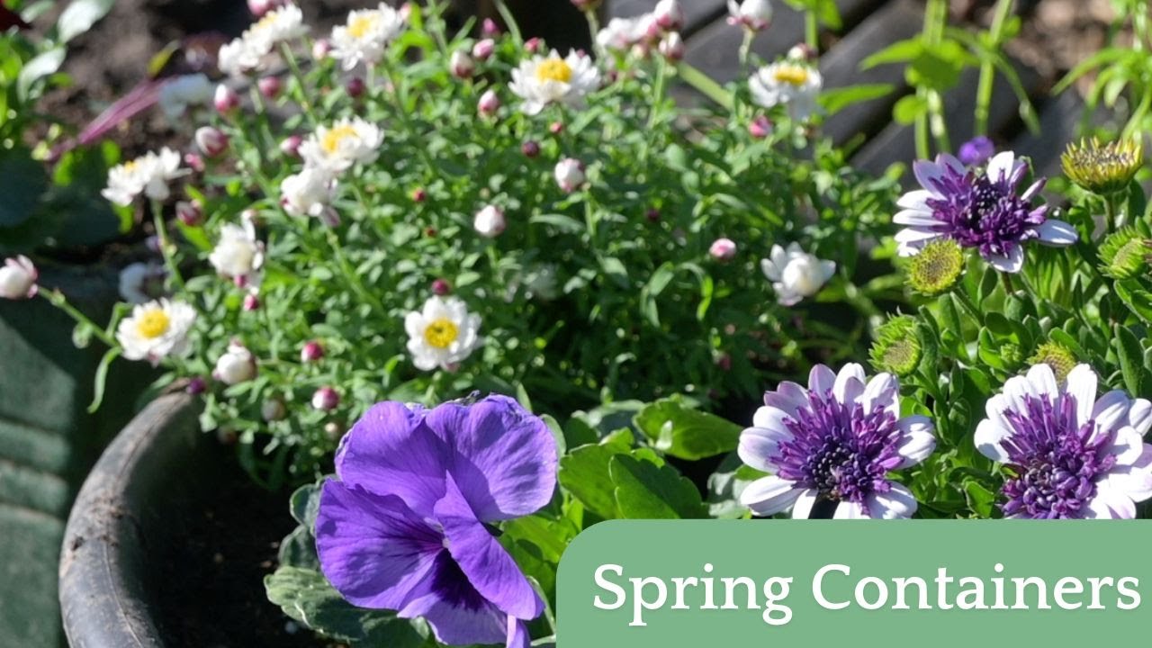 Ping Spring Container Spring Container Planting - YouTube