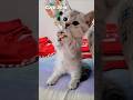 Cute Baby Kitten ❤️ #shorts #kitten #pets