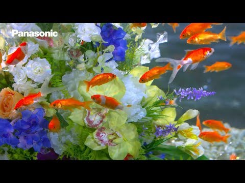 Panasonic 4K HDR TV »demo«