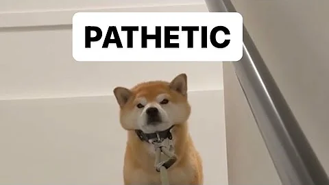 Owner Begging Shiba Inu to Walk in the Rain - DayDayNews