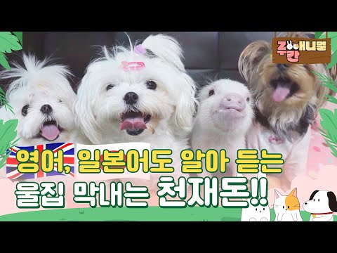 <strong>영어</strong>, 일본어도 알아듣는 울집 막내는 천재돈!! <strong>천재</strong> 돼지 복남이 #주간애니멀 #MBCLIFE #생방송오늘저녁MBC 200511방송