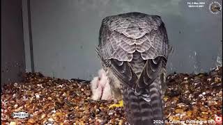 Cromer Peregrines - Sokoły wędrowne Poppy &amp; Henry- Karmienie maluszków🐥🌹🍀🐥🌹🍀  03/05/2024