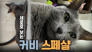 세로로 보는 커비 스페샬