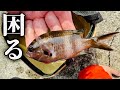 サビキで大量に釣れるスズメダイはこうします。
