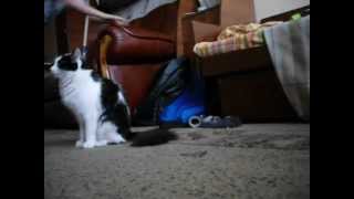 Сафари на кошку/Safari on the cat Сафари на кошку/Safari on the cat