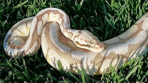 Snakes in the grass | Ball python and Super Dwarf Retic (2020)