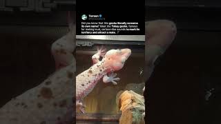 This Lizard Sounds Like a Cartoon Character 😳
