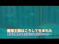 「養殖王国はこうして生まれた」愛媛県農林水産研究所水産研究センター