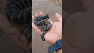 Releasing wart snake aka file snake