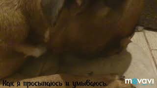Утро собаки породы немецкий боксёр по имени БАЙТ. Утро собаки породы немецкий боксёр по имени БАЙТ.