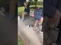 9249. Drop re-cue drop wait crawl wait crawl distractions Nala & unknown dog in park 15 June 2026 MM