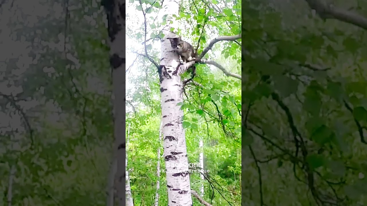 Уговариваю