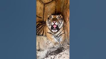 Thumbnail of Dangerous Big Bengal Tiger |Nouman Hassan |