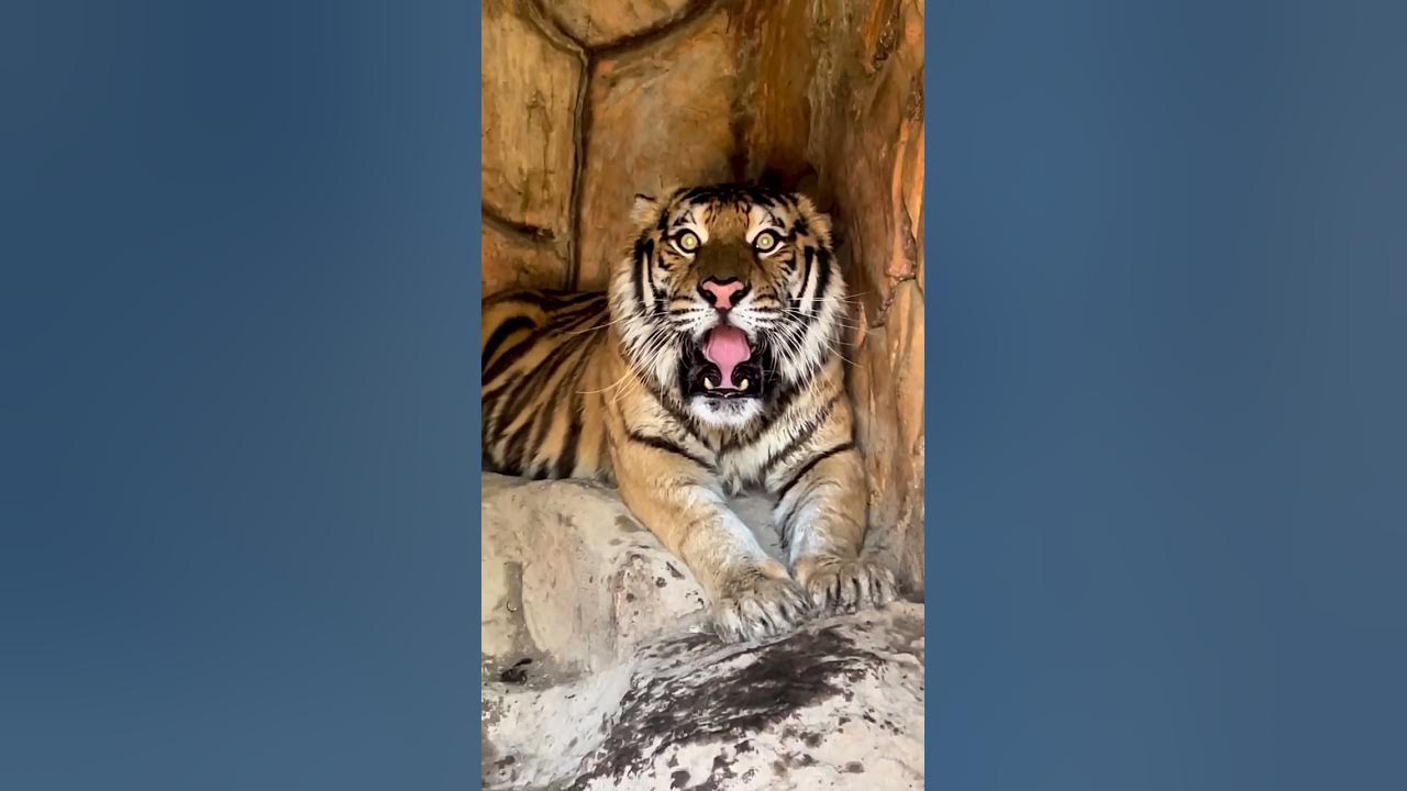 Dangerous Big Bengal Tiger |Nouman Hassan |