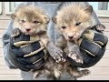 Baby Fox Frenzy | Too Cute For Words!