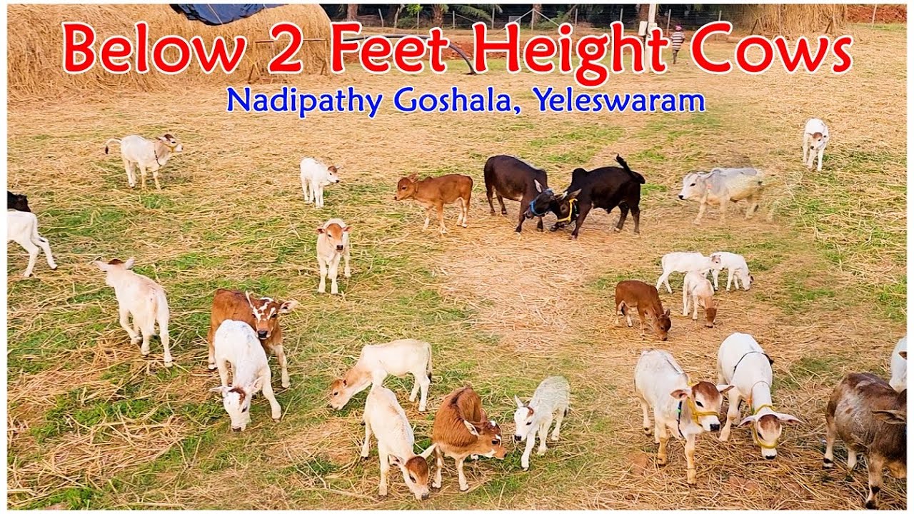 Miniature Cow Farm Below 2 Feet Height Cows Nadipathy Goshala Miniature Cow Farm Below 2 Feet Height Cows Nadipathy Goshala