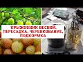 Крыжовник весной / Пересадка, подкормка, черенкование