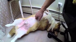 Broading Corgi is pet by chair 2