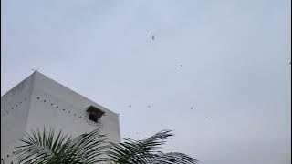 3 bulan pemakaian SP Barokah by @delkiawalet2643