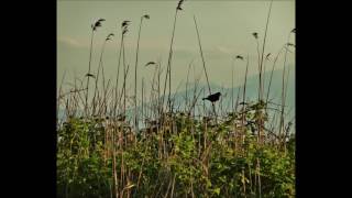 Öznur Gülebilmez Gülüm Bahar Sensiz Smule Karaoke Kaydı