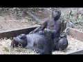 大暴れの翌日。弟を可愛がるいつものゲンタロウに♪⭐️ゴリラ Gorilla【京都市動物園】What happened to Gentaro the day after the rampage?