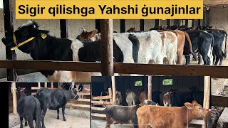 Boqma ģunajinlar ona bola sigir hamda yosh buqalar optim joyidan 