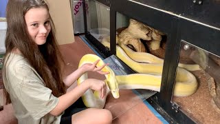 Female Reticulated Python displays relaxed, almost submissive behaviour