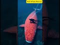 A Miraculous Rescue A humpback whale injured by barnacles, was successfully rescued by a rescue team