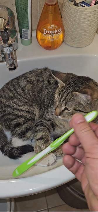 Кот который может чистить зубы - YouTube