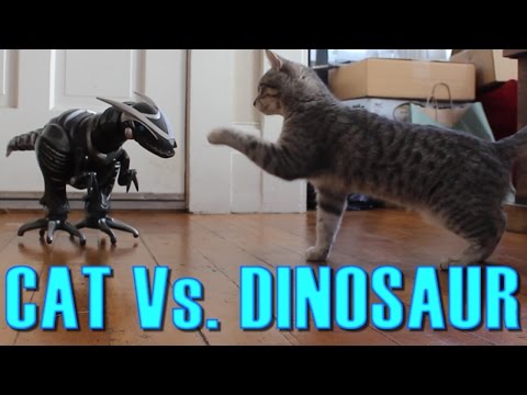 Cat Vs. Dinosaur - Cat Spooked, Then Befriends a Robot Dinosaur - Maya The Cat