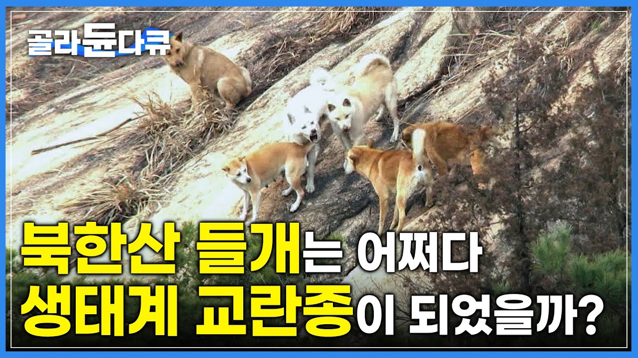 산도 사람도 품지 못해 교란종이 되어가는 북한산 들개 | 굶주린 들개와 위협받는 등산객 | 하나뿐인 지구 | #골라듄다큐