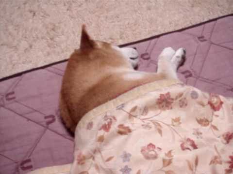 コタツで寝る柴犬チコ Youtube