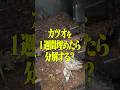 カツオ丸々埋めたら鰹の木が生えない　#UetaLABO #そりゃそう #タヒイ本処理